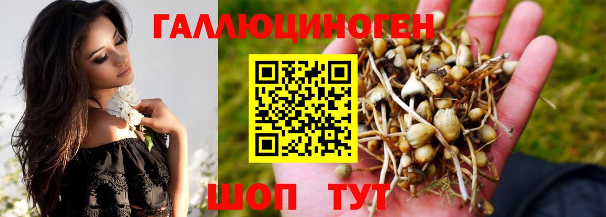 Псилоцибиновые грибы Psilocybe Тихорецк